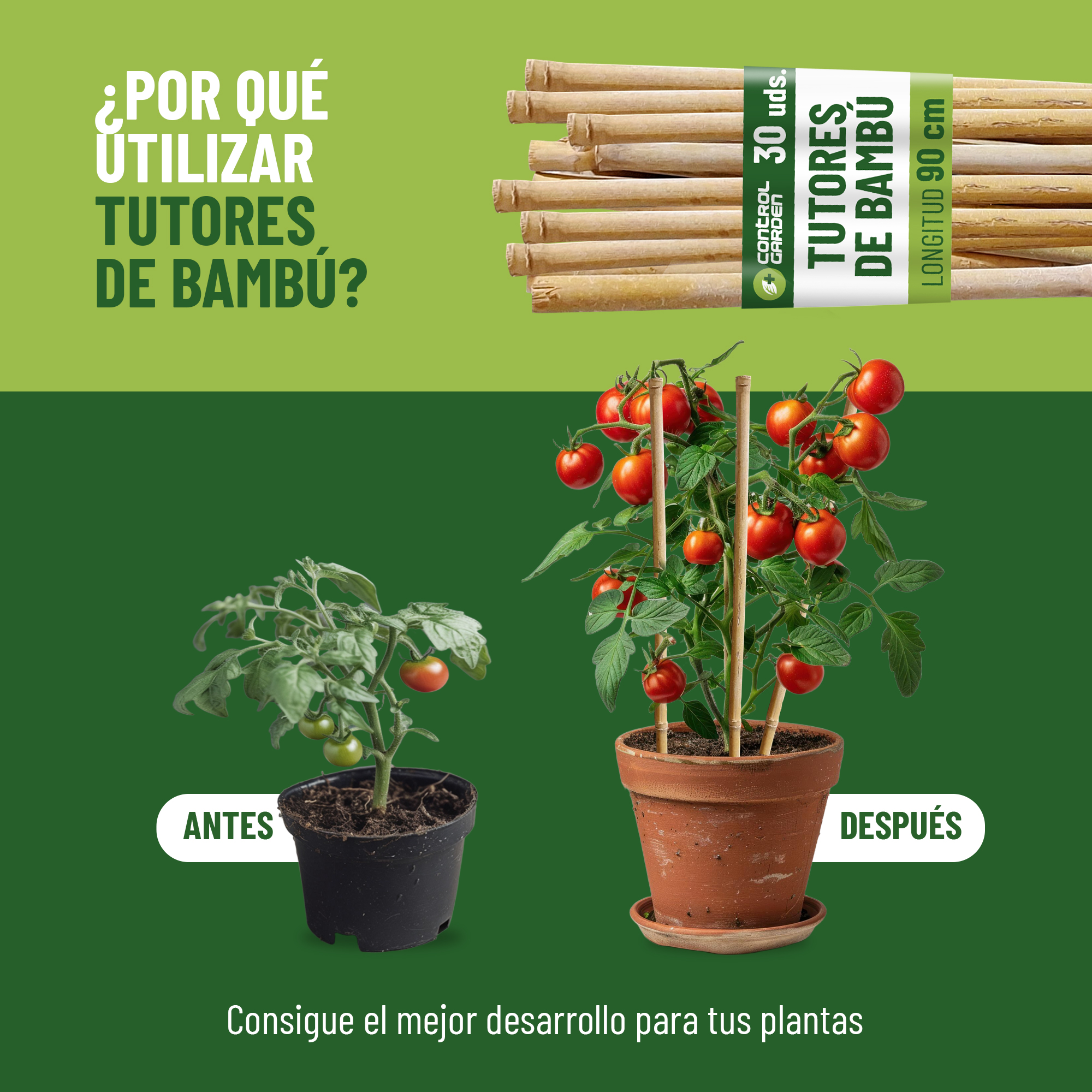 Pack de 30 tutores de bambú de 90 cm para soporte de plantas · foto 3